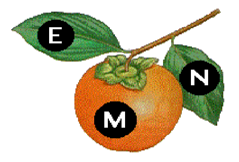 European Mycological Network Logo